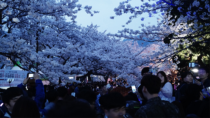 170321_cherry blossom9_in.jpg